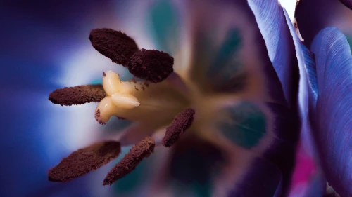 Close up photograph of a flower blooming