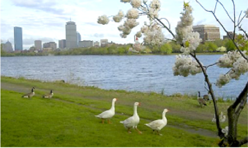 View of the Charles River just outside of Harvard University